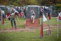 029 AGILITY ARGENTEUIL - ETNA -6867 : 2016, 23 Octobre 2016, 2ème degré, AGILITY ARGENTEUIL, BERGER AUSTRALIEN, Catégorie C, D017, Dossard  17, ETNA