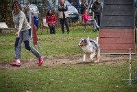 030 AGILITY ARGENTEUIL - ETNA -6868 : 2016, 23 Octobre 2016, 2ème degré, AGILITY ARGENTEUIL, BERGER AUSTRALIEN, Catégorie C, D017, Dossard  17, ETNA