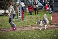 031 AGILITY ARGENTEUIL - ETNA -6869 : 2016, 23 Octobre 2016, 2ème degré, AGILITY ARGENTEUIL, BERGER AUSTRALIEN, Catégorie C, D017, Dossard  17, ETNA