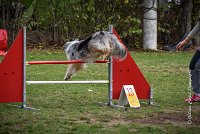 032 AGILITY ARGENTEUIL - ETNA -6870 : 2016, 23 Octobre 2016, 2ème degré, AGILITY ARGENTEUIL, BERGER AUSTRALIEN, Catégorie C, D017, Dossard  17, ETNA