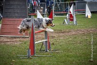 033 AGILITY ARGENTEUIL - ETNA -6871 : 2016, 23 Octobre 2016, 2ème degré, AGILITY ARGENTEUIL, BERGER AUSTRALIEN, Catégorie C, D017, Dossard  17, ETNA