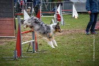 034 AGILITY ARGENTEUIL - ETNA -6872 : 2016, 23 Octobre 2016, 2ème degré, AGILITY ARGENTEUIL, BERGER AUSTRALIEN, Catégorie C, D017, Dossard  17, ETNA