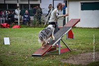 035 AGILITY ARGENTEUIL - ETNA -6873 : 2016, 23 Octobre 2016, 2ème degré, AGILITY ARGENTEUIL, BERGER AUSTRALIEN, Catégorie C, D017, Dossard  17, ETNA