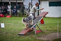 036 AGILITY ARGENTEUIL - ETNA -6874 : 2016, 23 Octobre 2016, 2ème degré, AGILITY ARGENTEUIL, BERGER AUSTRALIEN, Catégorie C, D017, Dossard  17, ETNA