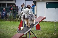 037 AGILITY ARGENTEUIL - ETNA -6875 : 2016, 23 Octobre 2016, 2ème degré, AGILITY ARGENTEUIL, BERGER AUSTRALIEN, Catégorie C, D017, Dossard  17, ETNA