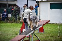 038 AGILITY ARGENTEUIL - ETNA -6876 : 2016, 23 Octobre 2016, 2ème degré, AGILITY ARGENTEUIL, BERGER AUSTRALIEN, Catégorie C, D017, Dossard  17, ETNA