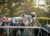 001 AGILITY ARGENTEUIL - CAT C- FITCH -5657 : 2016, 23 Octobre 2016, AGILITY ARGENTEUIL, BERGER AMERICAIN MINIATURE, D005, Dossard 5, FITCH, GPF