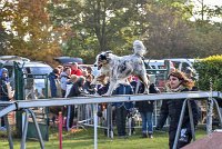 002 AGILITY ARGENTEUIL - CAT C- FITCH -5658 : 2016, 23 Octobre 2016, AGILITY ARGENTEUIL, BERGER AMERICAIN MINIATURE, Catégorie C, D005, Dossard 5, FITCH, GPF, NICOL Mercedes