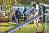 003 AGILITY ARGENTEUIL - CAT C- FITCH -5659 : 2016, 23 Octobre 2016, AGILITY ARGENTEUIL, BERGER AMERICAIN MINIATURE, Catégorie C, D005, Dossard 5, FITCH, GPF, NICOL Mercedes