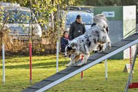 004 AGILITY ARGENTEUIL - CAT C- FITCH -5660 : 2016, 23 Octobre 2016, AGILITY ARGENTEUIL, BERGER AMERICAIN MINIATURE, Catégorie C, D005, Dossard 5, FITCH, GPF, NICOL Mercedes