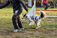 005 AGILITY ARGENTEUIL - CAT C- FITCH -5661 : 2016, 23 Octobre 2016, AGILITY ARGENTEUIL, BERGER AMERICAIN MINIATURE, Catégorie C, D005, Dossard 5, FITCH, GPF, NICOL Mercedes