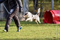 006 AGILITY ARGENTEUIL - CAT C- FITCH -5665 : 2016, 23 Octobre 2016, AGILITY ARGENTEUIL, BERGER AMERICAIN MINIATURE, Catégorie C, D005, Dossard 5, FITCH, GPF, NICOL Mercedes