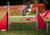 008 AGILITY ARGENTEUIL - CAT C- FITCH -5668 : 2016, 23 Octobre 2016, AGILITY ARGENTEUIL, BERGER AMERICAIN MINIATURE, D005, Dossard 5, FITCH, GPF