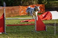 009 AGILITY ARGENTEUIL - CAT C- FITCH -5669 : 2016, 23 Octobre 2016, AGILITY ARGENTEUIL, BERGER AMERICAIN MINIATURE, Catégorie C, D005, Dossard 5, FITCH, GPF, NICOL Mercedes