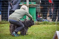 001 AGILITY ARGENTEUIL - GAHUN -5123 : 2016, 23 Octobre 2016, AGILITY ARGENTEUIL, BERGER DES PYRENEES A POIL LONG, Catégorie B, D023, Dossard 23, GAHUN, GPF