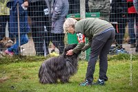 002 AGILITY ARGENTEUIL - GAHUN -5125 : 2016, 23 Octobre 2016, AGILITY ARGENTEUIL, BERGER DES PYRENEES A POIL LONG, Catégorie B, D023, Dossard 23, GAHUN, GPF