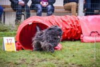 003 AGILITY ARGENTEUIL - GAHUN -5126 : 2016, 23 Octobre 2016, AGILITY ARGENTEUIL, BERGER DES PYRENEES A POIL LONG, Catégorie B, D023, Dossard 23, GAHUN, GPF