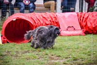 004 AGILITY ARGENTEUIL - GAHUN -5127 : 2016, 23 Octobre 2016, AGILITY ARGENTEUIL, BERGER DES PYRENEES A POIL LONG, Catégorie B, D023, Dossard 23, GAHUN, GPF