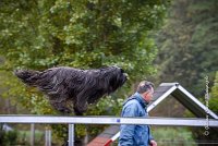 005 AGILITY ARGENTEUIL - GAHUN -5128 : 2016, 23 Octobre 2016, AGILITY ARGENTEUIL, BERGER DES PYRENEES A POIL LONG, Catégorie B, D023, Dossard 23, GAHUN, GPF