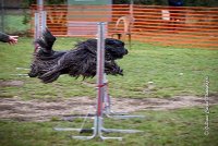 006 AGILITY ARGENTEUIL - GAHUN -5130 : 2016, 23 Octobre 2016, AGILITY ARGENTEUIL, BERGER DES PYRENEES A POIL LONG, Catégorie B, D023, Dossard 23, GAHUN, GPF