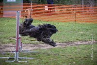 007 AGILITY ARGENTEUIL - GAHUN -5131 : 2016, 23 Octobre 2016, AGILITY ARGENTEUIL, BERGER DES PYRENEES A POIL LONG, Catégorie B, D023, Dossard 23, GAHUN, GPF