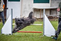 008 AGILITY ARGENTEUIL - GAHUN -5134 : 2016, 23 Octobre 2016, AGILITY ARGENTEUIL, BERGER DES PYRENEES A POIL LONG, Catégorie B, D023, Dossard 23, GAHUN, GPF