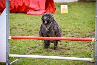 009 AGILITY ARGENTEUIL - GAHUN -5140 : 2016, 23 Octobre 2016, AGILITY ARGENTEUIL, BERGER DES PYRENEES A POIL LONG, Catégorie B, D023, Dossard 23, GAHUN, GPF