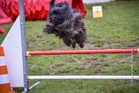 010 AGILITY ARGENTEUIL - GAHUN -5141 : 2016, 23 Octobre 2016, AGILITY ARGENTEUIL, BERGER DES PYRENEES A POIL LONG, Catégorie B, D023, Dossard 23, GAHUN, GPF