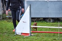 001 AGILITY ARGENTEUIL - GINA -4595 : 2016, 23 Octobre 2016, AGILITY ARGENTEUIL, Catégorie A, D130, Dossard 130, GINA, GPF