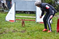 005 AGILITY ARGENTEUIL - GINA -4599 : 2016, 23 Octobre 2016, AGILITY ARGENTEUIL, Catégorie A, D130, Dossard 130, GINA, GPF