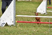 008 AGILITY ARGENTEUIL - GINA -6624 : 2016, 23 Octobre 2016, 2ème degré, AGILITY ARGENTEUIL, Catégorie A, D130, Dossard 130, GINA