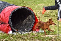 011 AGILITY ARGENTEUIL - GINA -6627 : 2016, 23 Octobre 2016, 2ème degré, AGILITY ARGENTEUIL, Catégorie A, D130, Dossard 130, GINA