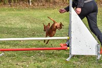 012 AGILITY ARGENTEUIL - GINA -6629 : 2016, 23 Octobre 2016, 2ème degré, AGILITY ARGENTEUIL, Catégorie A, D130, Dossard 130, GINA