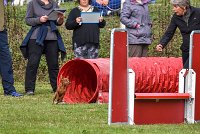 013 AGILITY ARGENTEUIL - GINA -6631 : 2016, 23 Octobre 2016, 2ème degré, AGILITY ARGENTEUIL, Catégorie A, D130, Dossard 130, GINA