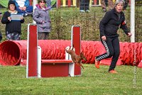 014 AGILITY ARGENTEUIL - GINA -6633 : 2016, 23 Octobre 2016, 2ème degré, AGILITY ARGENTEUIL, Catégorie A, D130, Dossard 130, GINA