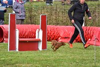 015 AGILITY ARGENTEUIL - GINA -6634 : 2016, 23 Octobre 2016, 2ème degré, AGILITY ARGENTEUIL, Catégorie A, D130, Dossard 130, GINA