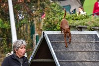 017 AGILITY ARGENTEUIL - GINA -6636 : 2016, 23 Octobre 2016, 2ème degré, AGILITY ARGENTEUIL, Catégorie A, D130, Dossard 130, GINA