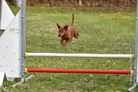 020 AGILITY ARGENTEUIL - GINA -6639 : 2016, 23 Octobre 2016, 2ème degré, AGILITY ARGENTEUIL, Catégorie A, D130, Dossard 130, GINA