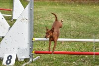 021 AGILITY ARGENTEUIL - GINA -6640 : 2016, 23 Octobre 2016, 2ème degré, AGILITY ARGENTEUIL, Catégorie A, D130, Dossard 130, GINA