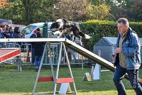 002 AGILITY ARGENTEUIL - GRINTA -6460 : 2016, 23 Octobre 2016, AGILITY ARGENTEUIL, Catégorie C, D115, Dossard 115, GPF, GRINTA