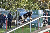 003 AGILITY ARGENTEUIL - GRINTA -6461 : 2016, 23 Octobre 2016, AGILITY ARGENTEUIL, Catégorie C, D115, Dossard 115, GPF, GRINTA