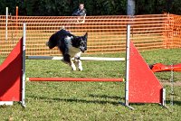 011 AGILITY ARGENTEUIL - GRINTA -6470 : 2016, 23 Octobre 2016, AGILITY ARGENTEUIL, Catégorie C, D115, Dossard 115, GPF, GRINTA