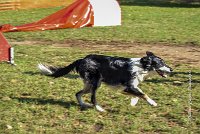 012 AGILITY ARGENTEUIL - GRINTA -6471 : 2016, 23 Octobre 2016, AGILITY ARGENTEUIL, Catégorie C, D115, Dossard 115, GPF, GRINTA