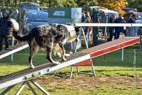 013 AGILITY ARGENTEUIL - GRINTA -6473 : 2016, 23 Octobre 2016, AGILITY ARGENTEUIL, Catégorie C, D115, Dossard 115, GPF, GRINTA