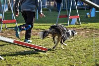 015 AGILITY ARGENTEUIL - GRINTA -6475 : 2016, 23 Octobre 2016, AGILITY ARGENTEUIL, Catégorie C, D115, Dossard 115, GPF, GRINTA