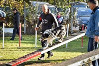 003 AGILITY ARGENTEUIL - GUAPA -6388 : 2016, 23 Octobre 2016, AGILITY ARGENTEUIL, BORDER COLLIE, Catégorie C, D077, Dossard 77, GPF, GUAPA