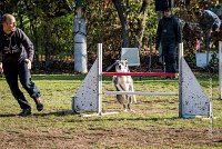 004 AGILITY ARGENTEUIL - GUAPA -6391 : 2016, 23 Octobre 2016, AGILITY ARGENTEUIL, BORDER COLLIE, D077, Dossard 77, GPF, GUAPA