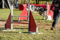 005 AGILITY ARGENTEUIL - GUAPA -6392 : 2016, 23 Octobre 2016, AGILITY ARGENTEUIL, BORDER COLLIE, D077, Dossard 77, GPF, GUAPA