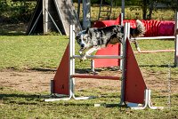 006 AGILITY ARGENTEUIL - GUAPA -6393 : 2016, 23 Octobre 2016, AGILITY ARGENTEUIL, BORDER COLLIE, D077, Dossard 77, GPF, GUAPA