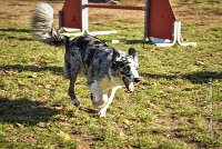 007 AGILITY ARGENTEUIL - GUAPA -6394 : 2016, 23 Octobre 2016, AGILITY ARGENTEUIL, BORDER COLLIE, Catégorie C, D077, Dossard 77, GPF, GUAPA